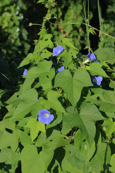  Ipomoea hederacea